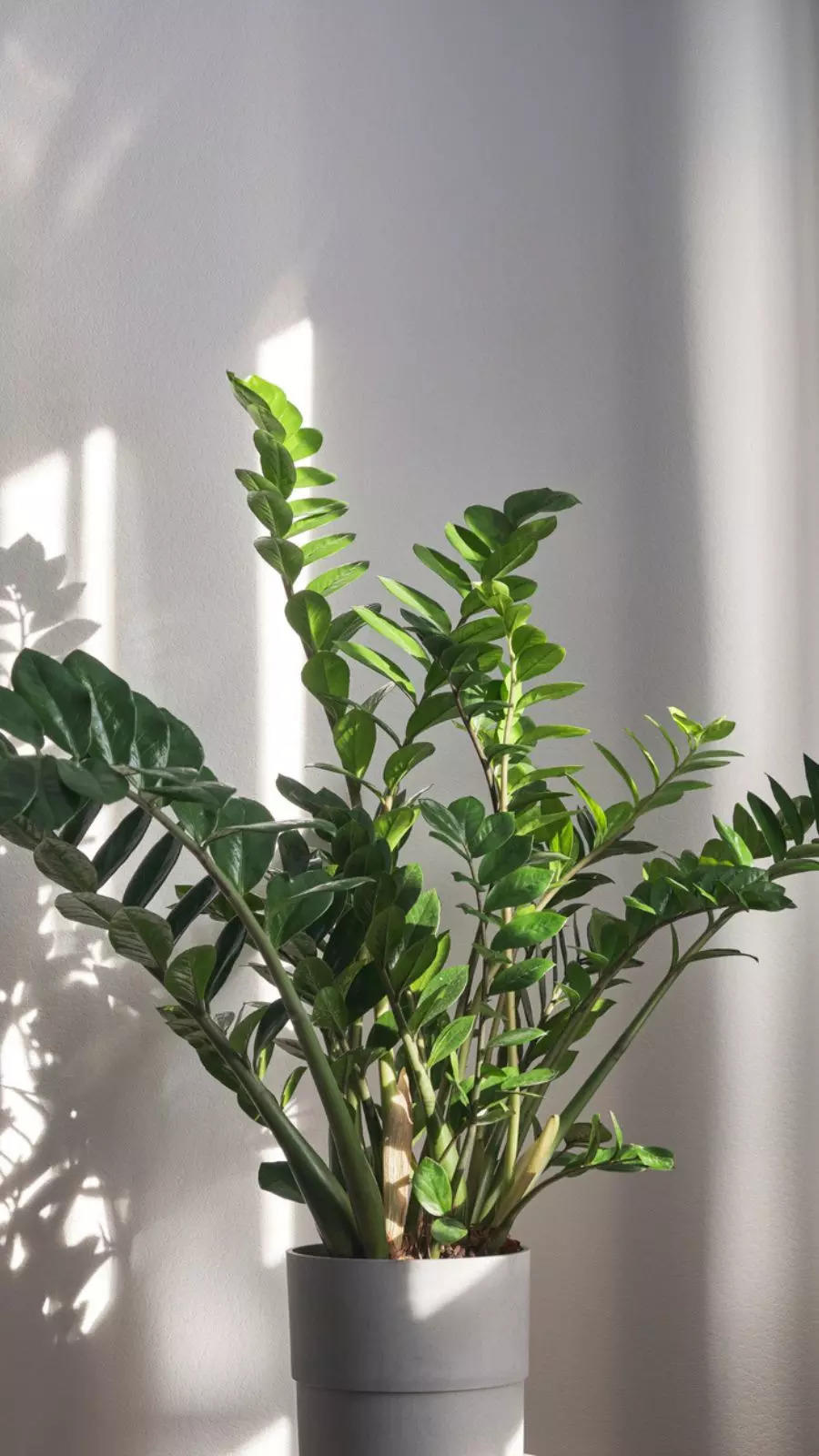 How to take care of ZZ plant in summer?