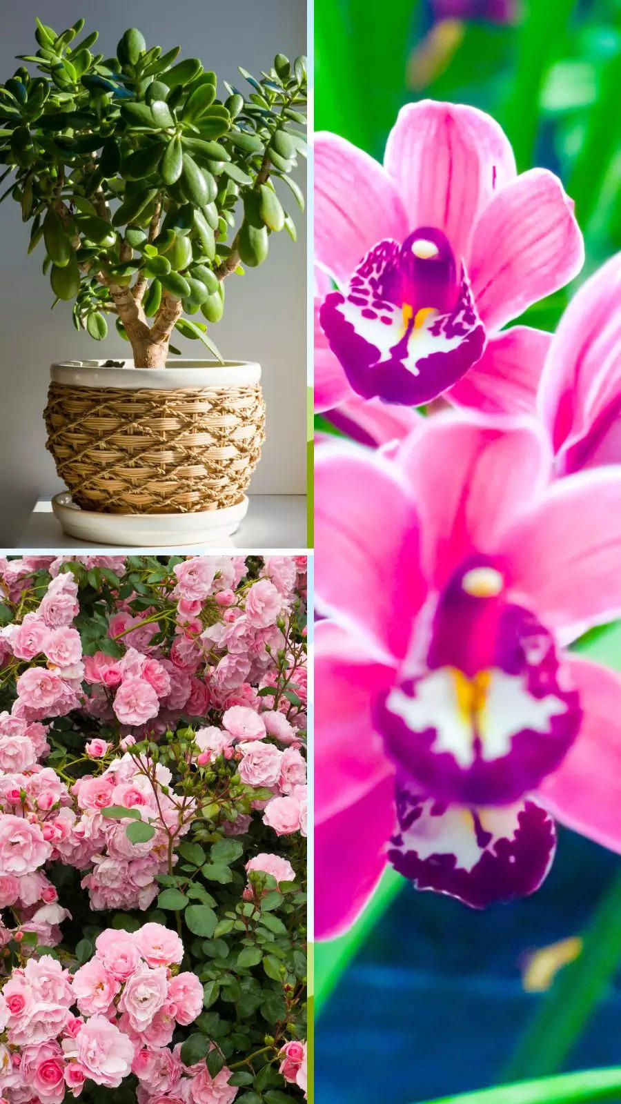 9 plants to gift to your mom on Mother's day