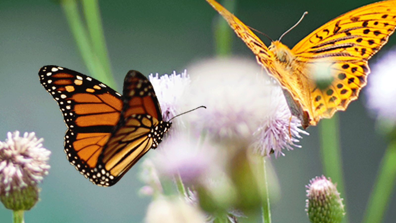 Himalayas to Western Ghats, India's butterfly riches mapped ...