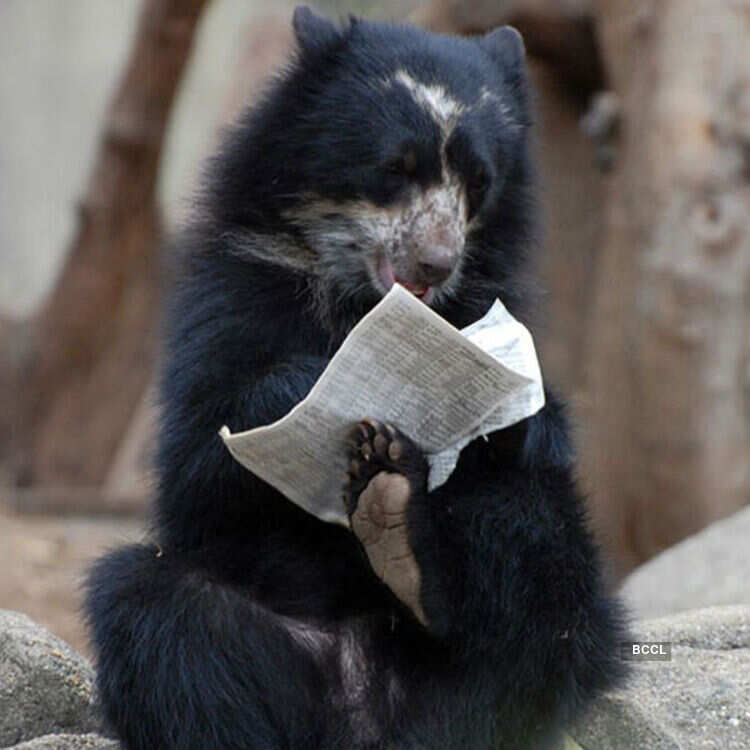 Horribly funny pics of animals Pics | Horribly funny pics of animals Photos  | Horribly funny pics of animals Portfolio Pics | Horribly funny pics of  animals Personal Photos - ETimes Photogallery