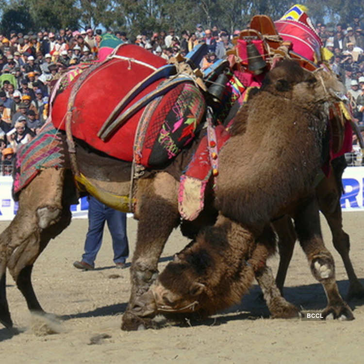 Camel Wrestling Is A Sport In Which Two Male Tulu Camels Wrestle Typically In Response To A Female Camel In Heat Being Led Before Them Photogallery