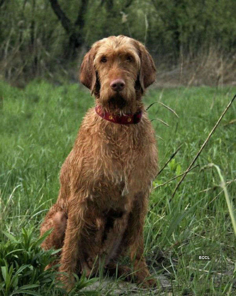 are wirehaired vizslas smart dogs