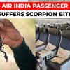 Article image for: Shocking: Woman passenger suffers scorpion bite onboard Air India’s Nagpur-Mumbai flight