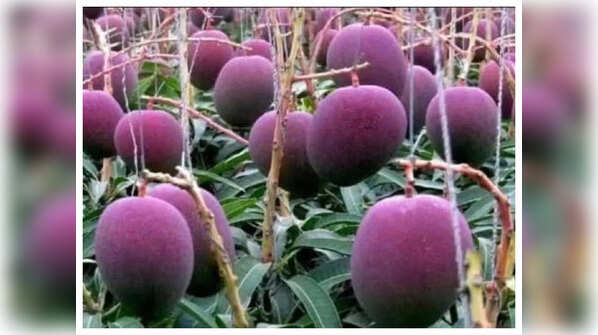 The story of world's most expensive mango