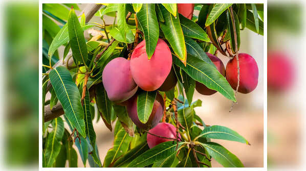 Grades of Miyazaki Mango