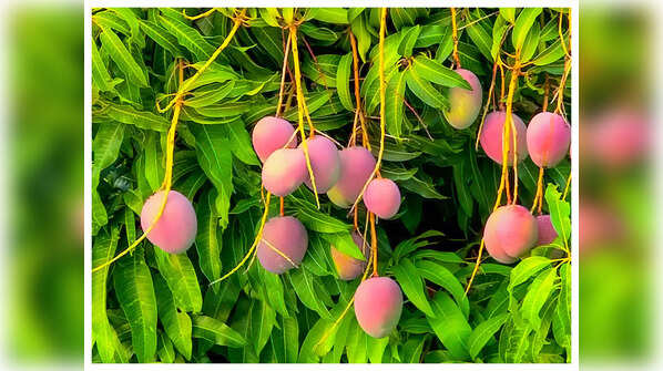 What is Miyazaki mango
