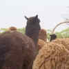 Article image for: <i class="tbold">shanghai</i>’s alpaca farm ushers in wool harvest season