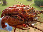 Lobsters as fertilizer