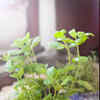 Article image for: <i class="tbold">basil</i>