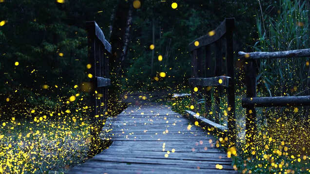 Fireflies Festival 2023: Top 5 places to spot fireflies in Maharashtra