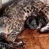 Article image for: Darjeeling Zoo welcomes 5 newborn <i class="tbold">snow leopard</i>s cubs