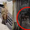 Article image for: Bulandshahr: Jackals enters the city, creates panic among locals