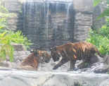 ​Mumbai's Byculla Zoo welcomes new entrants​