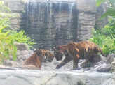 ​Mumbai's Byculla Zoo welcomes new entrants​
