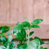 Article image for: <i class="tbold">basil</i>