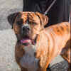 Article image for: <i class="tbold">cane corso</i>