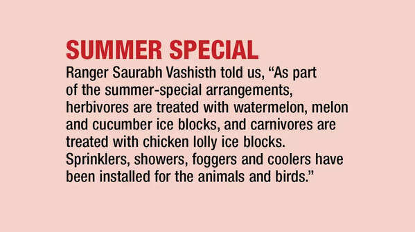 Summer special