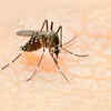 Dengue is rare in US