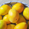 Article image for: <i class="tbold">alphonso</i>