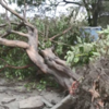 Article image for: Cyclone ‘Biparjoy’: Trees uprooted, heavy rain witnessed across Dwarka