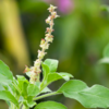 Article image for: <i class="tbold">tulsi plant</i>