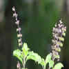 Article image for: <i class="tbold">tulsi plant</i>