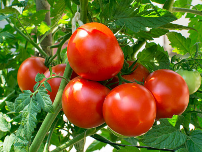 As Tomato Price Soars, Here are Healthy Ways to Store It For a Long Time | Fortune Post Healthcare