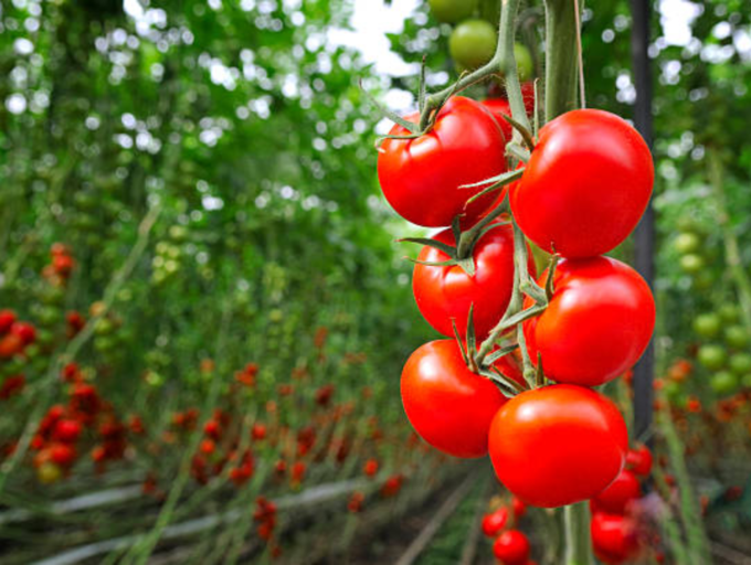 As Tomato Price Soars, Here are Healthy Ways to Store It For a Long Time | Fortune Post Healthcare