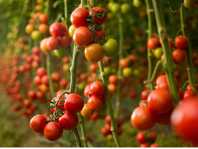 As Tomato Price Soars, Here are Healthy Ways to Store It For a Long Time | Fortune Post Healthcare