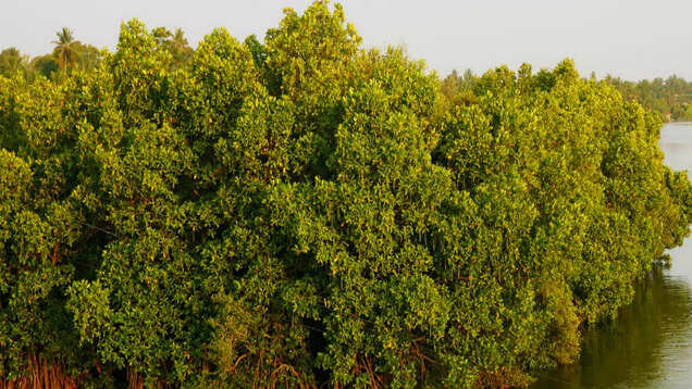 Pichavaram mangroves are the aquatic superheroes of Tamil Nadu