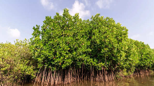 Pichavaram mangroves are the aquatic superheroes of Tamil Nadu, Tamil ...