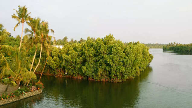Pichavaram mangroves are the aquatic superheroes of Tamil Nadu