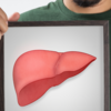 Article image for: <i class="tbold">fatty liver</i>