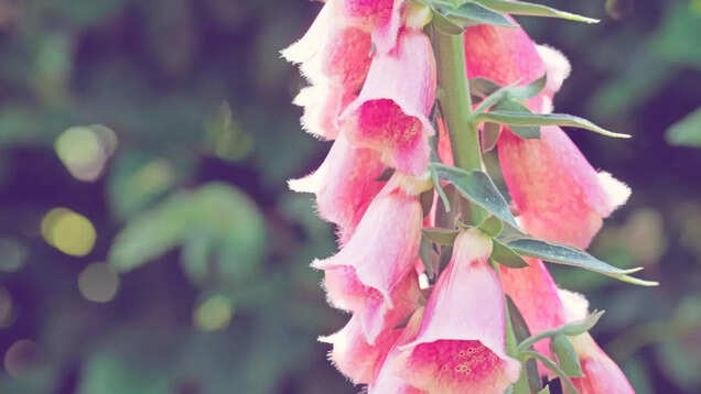 Foxglove bloom paints the Kashmir valley pink and white!