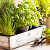 Leafy Herbs