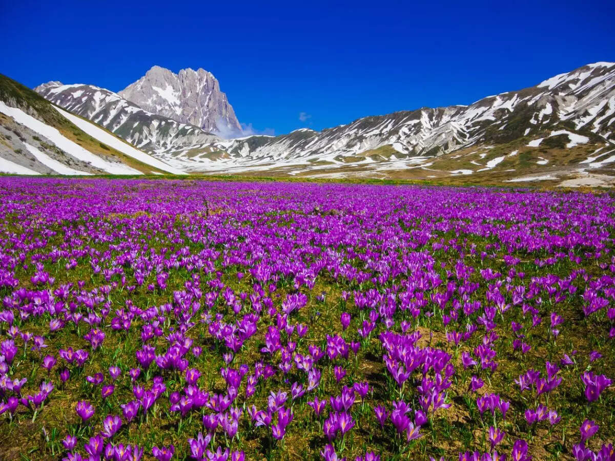 Pampore Saffron Fields
