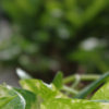 5 Plants that produce oxygen at night | Times of India