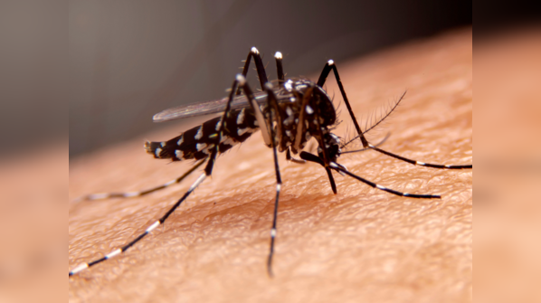 More malaria cases in the US