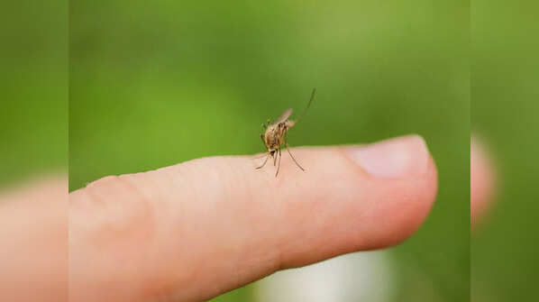 How malaria spreads
