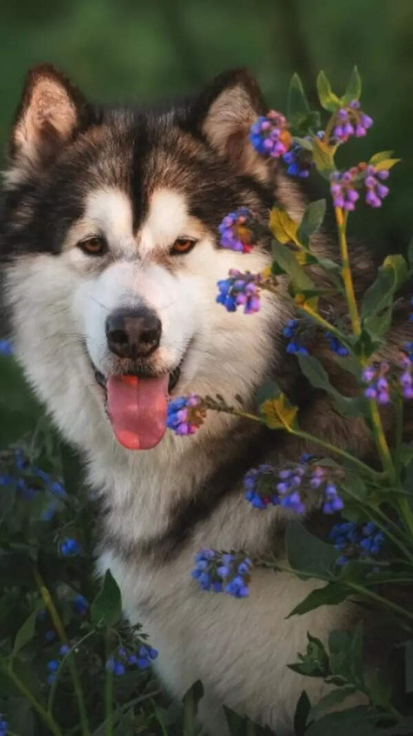 Loki Pictures