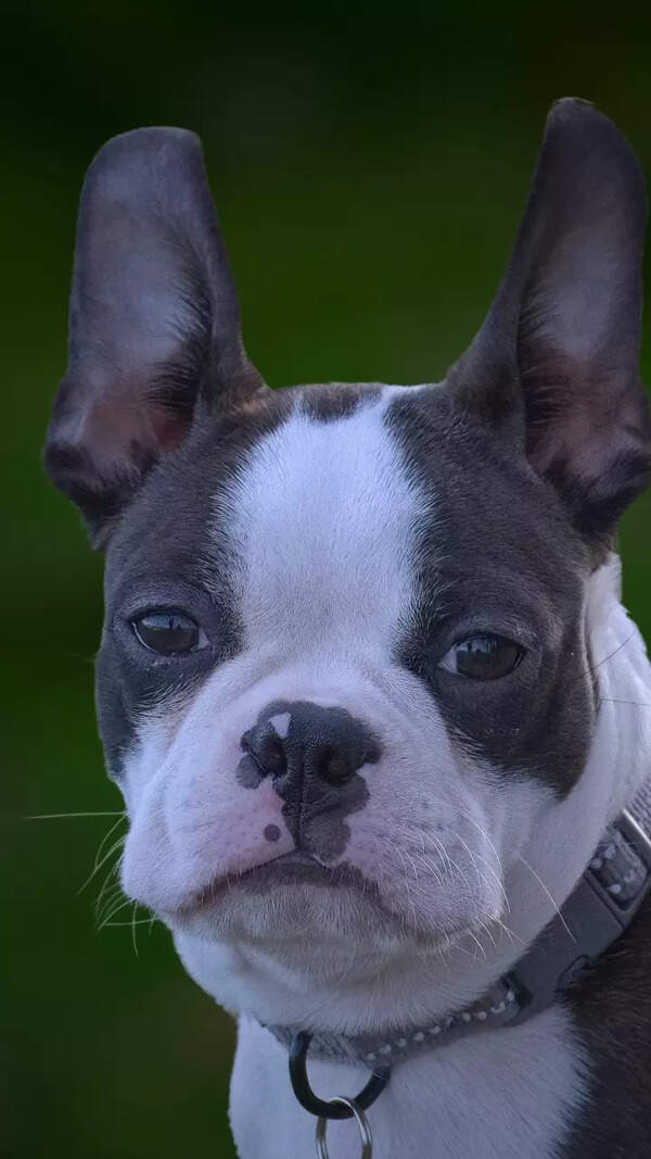 Flea