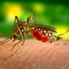 ​​Mosquito-borne diseases​