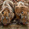 Oldest Tiger Of Maharashtra Reserve Found Dead