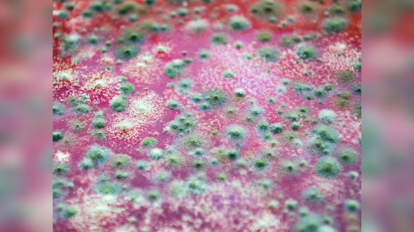 Treatment of fungal infections
