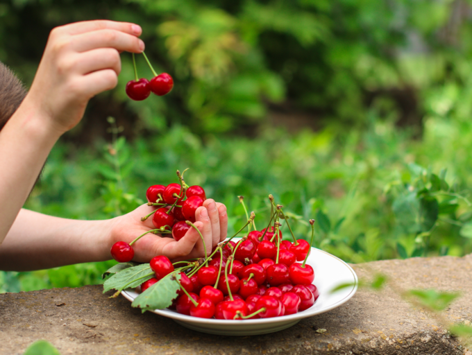 Make the most of this cherry season Benefits of eating cherries The