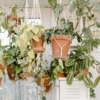 Article image for: 10 Plants that are known to attract <i class="tbold">negative energy</i>