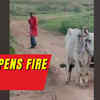 Article image for: Man opens fire in air to threaten brother in MP's <i class="tbold">chhatarpur district</i>, video goes viral