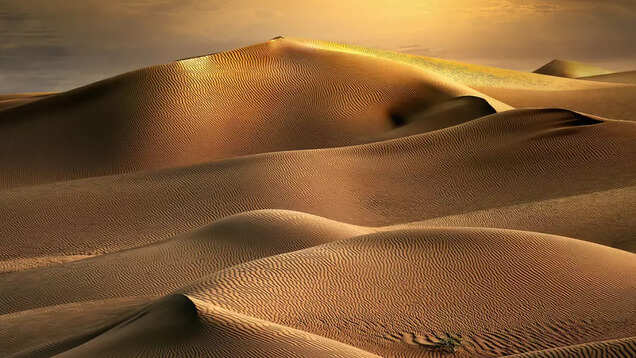 Desert life: Arabian nights at the Empty Quarter