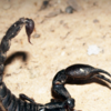 Article image for: <i class="tbold">scorpions</i>