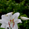 Article image for: 'Casa Blanca' lilies